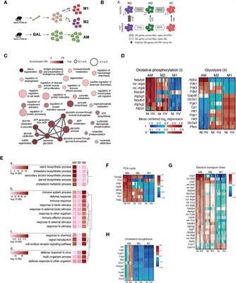 Human alveolar macrophage metabolism is compromised during Mycobacterium tuberculosis infection